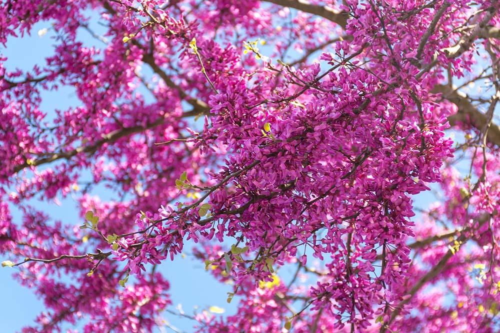 1st May Corfu Tree image